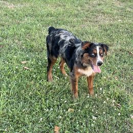 Windsor - Australian Shepherd