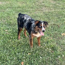 Windsor - Australian Shepherd