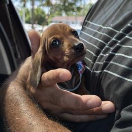 Dachshund Puppies from Army of Dachshunds