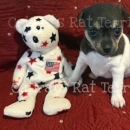 Scottie Scheffler - Black white and tan male Rat Terrier puppy in Atlanta, Texas from CaliRats Rat Terriers