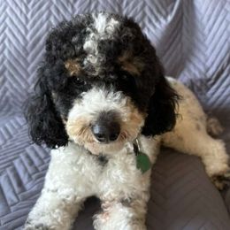 obi - Bernedoodle