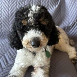 obi - Bernedoodle
