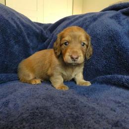 Woody - Red male Dachshund puppy in Plant City, Florida from Oakley's Dachshund Ranch