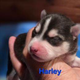 Harley - Black and white male Pomsky puppy in Coatesville, Pennsylvania from Peaceful Pomskys