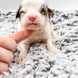 Sheepadoodle puppies from Poodley Doodley Doo