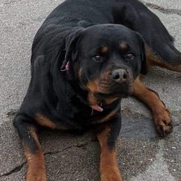 Aurora - Rottweiler