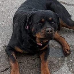Aurora - Rottweiler