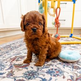 Sully - Red male Cavapoo puppy in Beresford, South Dakota from DAKOTA DOOD RANCH