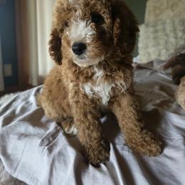 Bernedoodle and Goldendoodle Puppies from 4goldendoodles