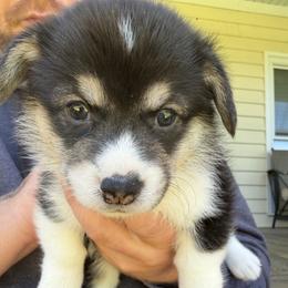Orange - Black and tan female Pembroke Welsh Corgi puppy in Cumming, Georgia from Cottage Hill Corgis