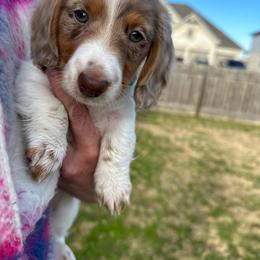 Dachshund Puppies from 2 Knights Doxies