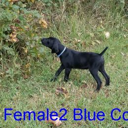 German Shorthaired Pointer Puppies from Bird Dog Ranch