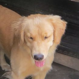 TD - Golden Retriever
