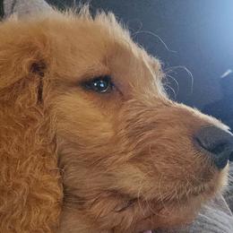 Goldendoodles and Labradoodles from Caldron Falls Doodles and Poodles