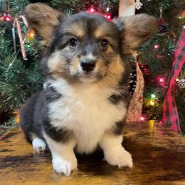 Nesta - American Corgi puppy from Weatherby’s Corgis