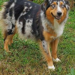 Party Girl - Miniature Australian Shepherd