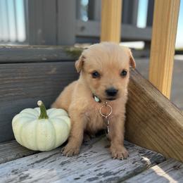 Sadie - Golden female Golden Retriever puppy in Wolcott, Indiana from Sunnyside Meadows Goldens