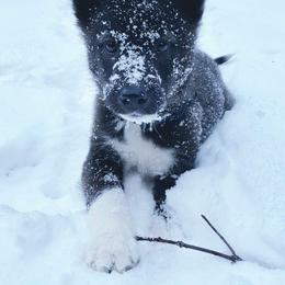 Native American Indian Dog Puppies from Corn Moon Kennels