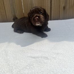 Elsa - Chocolate female Dachshund puppy in Goodyear, Arizona from SND Dachshunds
