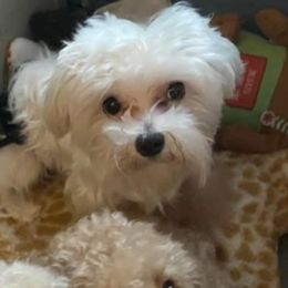 Khloe - Maltese