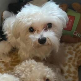 Khloe - Maltese