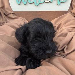 Purple collar - Black female Miniature Schnauzer puppy in Smyrna, Tennessee from Moore's Miniature Schnauzers