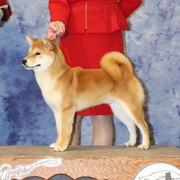 Diesel - Shiba Inu