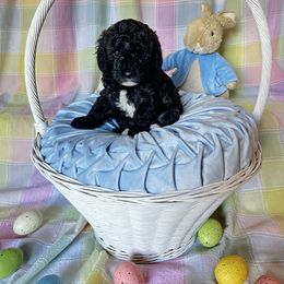 Goldendoodle Puppies from Our Darling Doodles