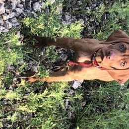 Vizsla Puppies from Rolling Amber Vizslas
