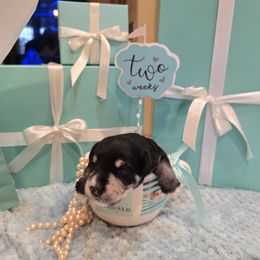 Bogey (Purple Collar) - Black and silver male Miniature Schnauzer puppy in Winter Haven, Florida from The Blue Eyed Schnauzer