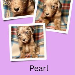 Pearl - Merle female Golden Aussiedoodle puppy in Bluefield, Virginia from Love on a Leash