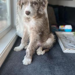 Fergus   Sold - Aussiedoodle puppy from Love my doodles/ Aussiedoodle love