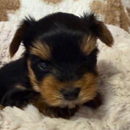 Boy 1 - Black and gold male Yorkshire Terrier puppy in Dublin, California from Michelle’s Yorkies