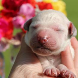 Jackson - White male Poodle puppy in Ephrata, Washington from NCR Ranch