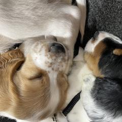 English Setter Puppies from Morgan-Hunter’s Pups