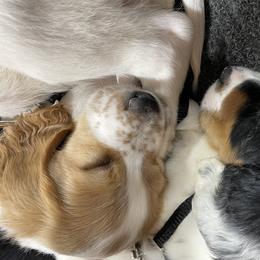 English Setter Puppies from Morgan-Hunter’s Pups