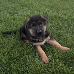 German Shepherd puppies from At Redwood Runs