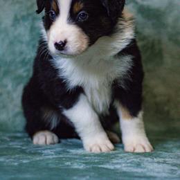 Australian Shepherd Puppies from Lovable Little Aussies