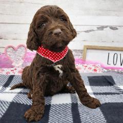 Sully - Liver and white male Springerdoodle puppy in Lisbon, Ohio from Willow Lane Doodles