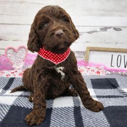 Sully - Liver and white male Springerdoodle puppy in Lisbon, Ohio from Willow Lane Doodles