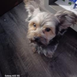 Gorden - Yorkshire Terrier