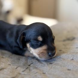 Boy 2 - Black and cream male Dachshund puppy in Ackerly, Texas from Silver Dach Farms