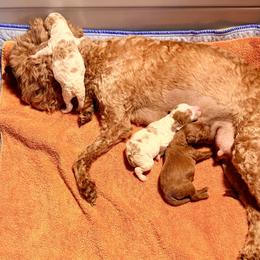 Cavapoo Puppies from Patriot Pups Cavapoos