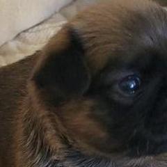 Brussels Griffons from Castle Brussels Griffon