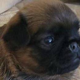 Brussels Griffons from Castle Brussels Griffon