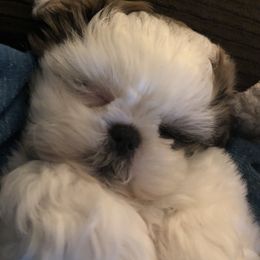 Shih Tzu Puppies from Winter Shih Tzus