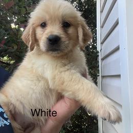 White collar - Golden female Golden Retriever puppy in Jesup, Georgia from Painted Platinum Retrievers (Painted Platinum Kennel) PPK