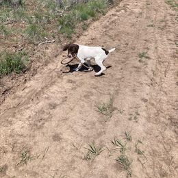 German Shorthaired Pointer puppies from Quail Paradise Kennel LLC