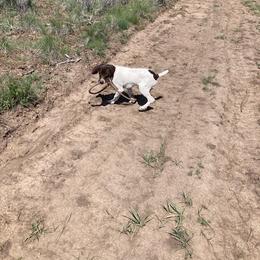 German Shorthaired Pointer puppies from Quail Paradise Kennel LLC