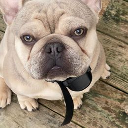 Brutus - French Bulldog